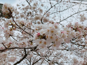 桜が開花!!!|美容院の最新記事