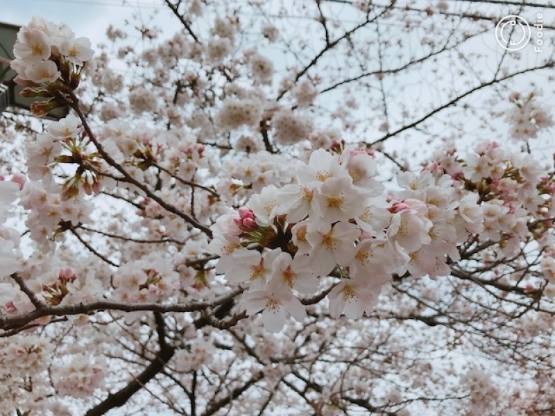 桜が開花！！！